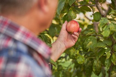 Bahçıvan ağaçtan elma topluyor.