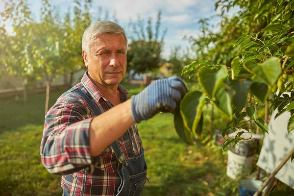 Caballero mayor trabajando en su huerto de frutas — Foto de Stock