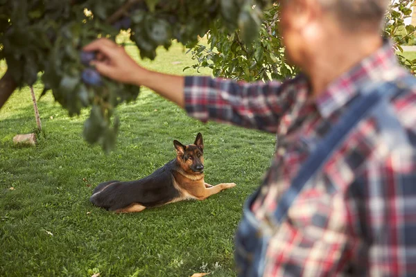 Hombre envejecido tocando una rama de árbol mientras mira a su perro — Foto de Stock