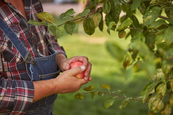Bahçıvan bahçesinde elma topluyor.