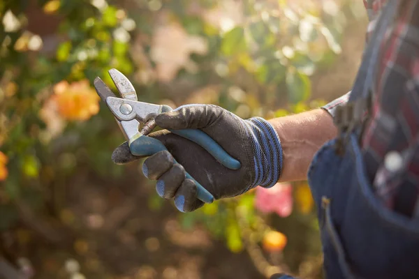 Jardinero con guantes y alicates de jardinería — Foto de Stock