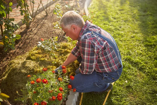 Homem sênior ajoelhado ao lado de um canteiro de flores enquanto jardinagem — Fotografia de Stock