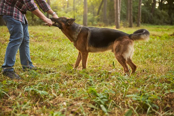 Berger allemand jouant dehors avec un bâton de bois — Photo