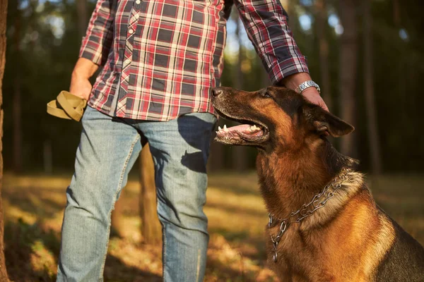 Mann streichelt seinem Schäferhund auf den Kopf — Stockfoto