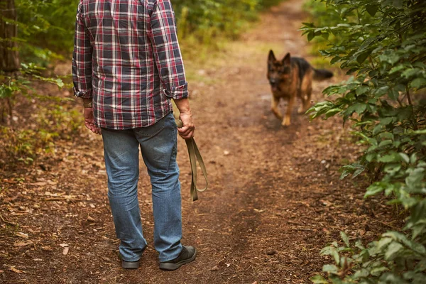 Alman çoban köpeği tasmasız serbestçe dolaşıyor. — Stok fotoğraf