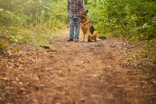 Чоловічий господар собак і пастух - германці, які насолоджуються лісом. — стокове фото