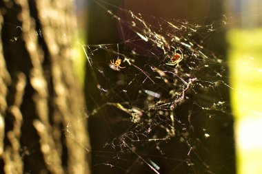 Kırmızı örümcekler güneş ışınlarında doğada bir ağ örerler.