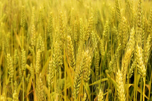 Новый Урожай Пшеницы — стоковое фото