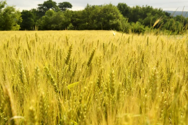 Achtergrond Tarweveld Met Rijpe Oren Van Spikeletten Nieuw Gewas — Stockfoto