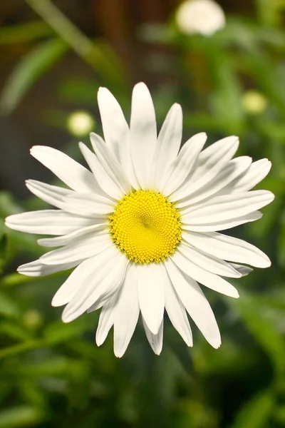 Kvetoucí Sedmikráska Bílými Okvětními Lístky — Stock fotografie