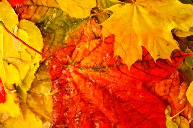 Suyun içine düşen renkli sonbahar yaprakları