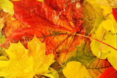 Kırmızı ve sarı sonbahar yaprakları yağmur sırasında suda.