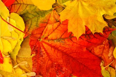 kırmızı ve sarı sonbahar yaprakları suda