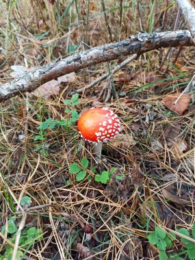 Çam ormanında kırmızı sinek agariği