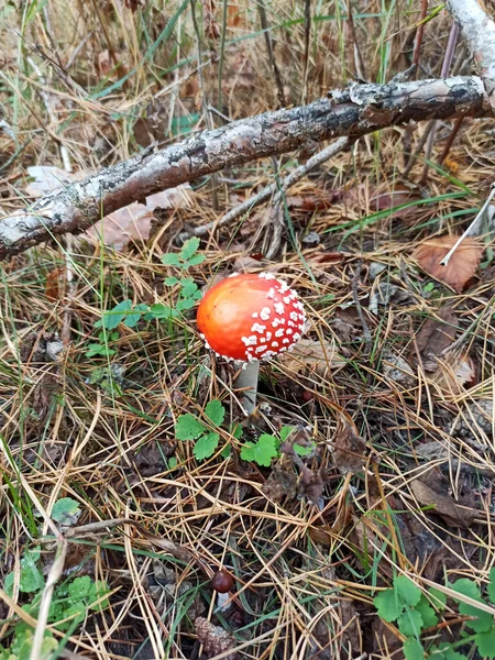 Çam ormanında kırmızı sinek agariği