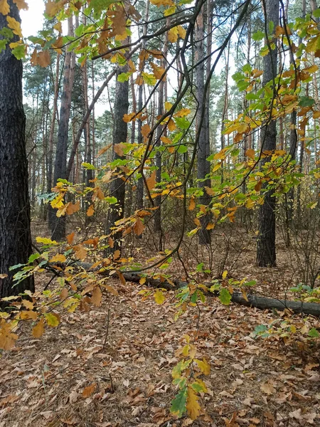 yellow and green oak leaves on a tree in autumn forest