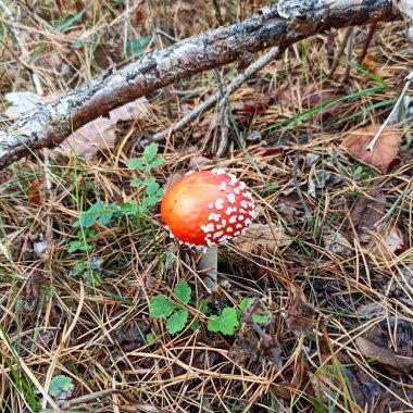 Kırmızı parlak sinek agarik zehirli mantar sonbahar çam ormanlarında yetişir.