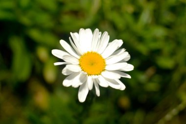 Yeşil arka planda beyaz yapraklı çiçek