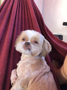 Hamakta yatan köpek.