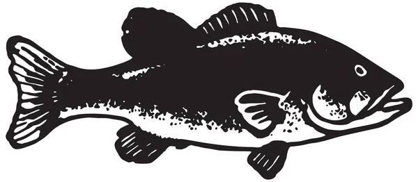 Pesce ippoglosso — Vettoriale Stock