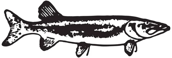 沙丁鱼的鱼 — 图库矢量图片