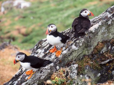 Skellig Michael Adası, Batı İrlanda 'da martılar. Issız bir adada kayalıklarda üç komik deniz kuşu ve yosun İrlanda kıyılarının batısında Skellig Michael.