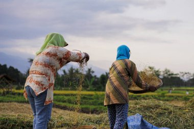Geleneksel Endonezya el pirinç makinesi, çiftçiler pirinç tarlasını süzüyor veya öğütüyor, pirinç tohumlarını bitkinin gövdesiyle ayırıyor. pirinç eleme işlemi.