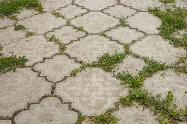 Grass grows in cracks between sidewalk tiles. Perspective. Background.