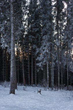 Karpatlar 'daki güzel kış ormanı.