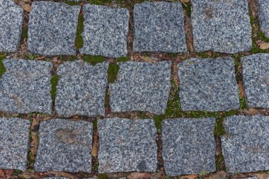 Yosun kaplı taş. Arkaplan.