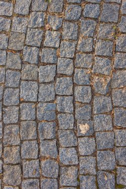 Yosun ve kuru yapraklı asfalt. Arkaplan.