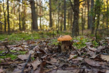 Yenilebilir mantar kapağı boletus (Leccinum scabrum).