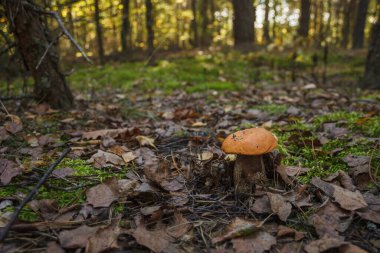 Yenilebilir mantar kapağı boletus (Leccinum scabrum).
