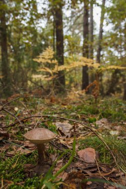 Yenilebilir mantar kapağı boletus (Leccinum scabrum).