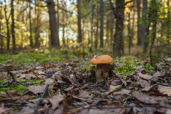 Yenilebilir mantar kapağı boletus (Leccinum scabrum).
