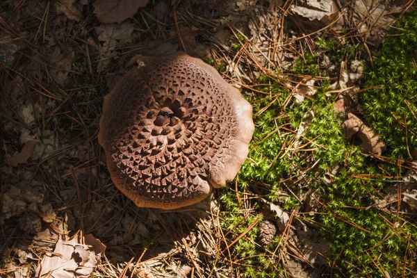 Yenilebilir mantar (Sarcodon Imbricatus).