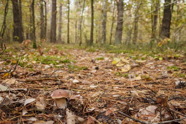 Champignon Blanc Dans Forêt Boletus Edulis — Photo