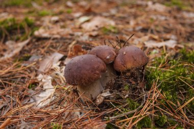 Ormanda beyaz mantarlar. (Boletus rejimi).