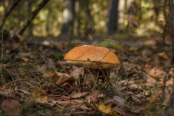 Bolet Comestible Brun Champignon Leccinum Scabrum — Photo