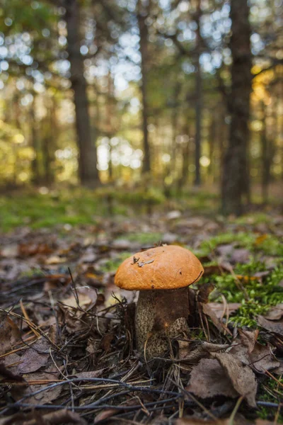Edible Mushroom Brown Cap Boletus Leccinum Scabrum — Stock Photo, Image