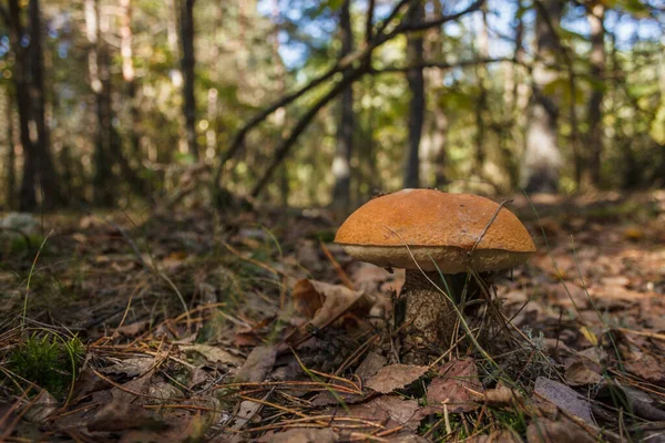 Bolet Comestible Brun Champignon Leccinum Scabrum — Photo