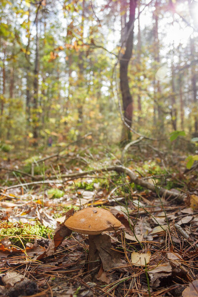 Edible mushroom brown cap boletus (Leccinum scabrum).
