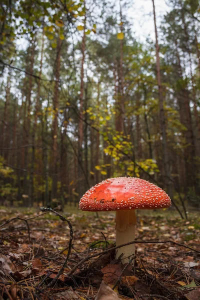 Amanita Muscaria Champignon Dans Une Forêt — Photo