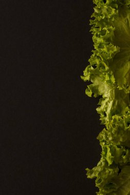 Koyu arkaplanda yeşil salata bırakır. Üst Manzara. Boşluğu kopyala.