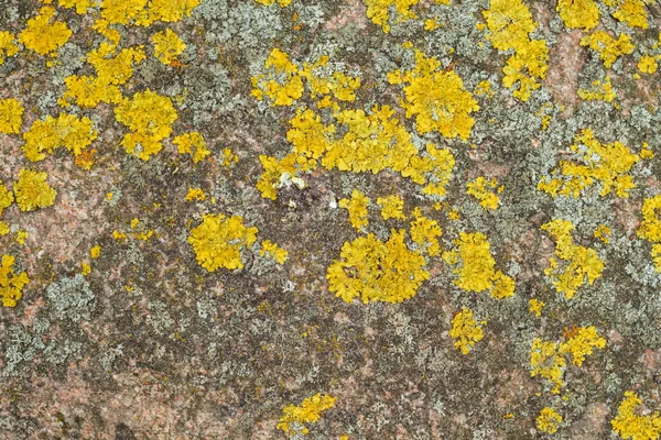 Líquen Amarelo Uma Pedra Cinza Contexto — Fotografia de Stock