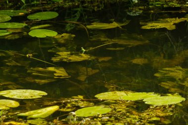 Su bitkileri akşam güneşi tarafından aydınlatılır. Nehrin sualtı dünyası