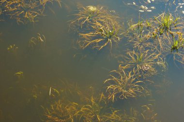 Nehir altı tesisleri. Nehrin sualtı dünyası. Üst görünüm