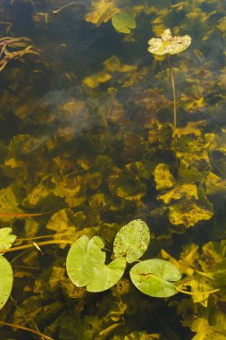 Nehirde sarı nilüfer yaprakları (Nuphar lutea). Su bitkisinin yüzen yaprakları akşam güneşiyle aydınlanır.