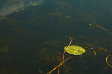 Nehirde sarı zambak yaprakları (Nuphar lutea)