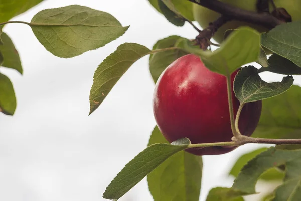 Manzana Roja Una Rama Primer Plano — Foto de Stock